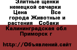 Элитные щенки немецкой овчарки › Цена ­ 30 000 - Все города Животные и растения » Собаки   . Калининградская обл.,Приморск г.